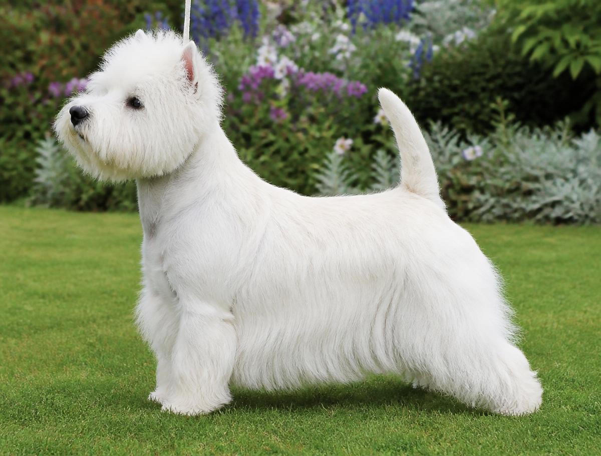 Westie adulto em pose de exposição