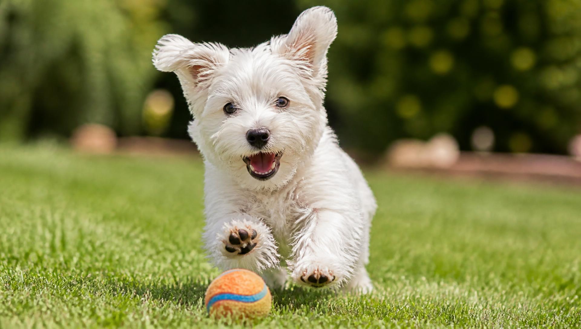 Filhote de Westie correndo atrás de bolinha
